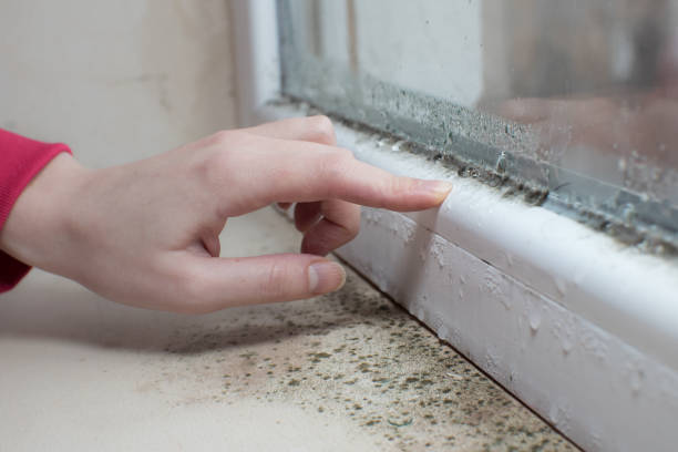 Best Real Estate Mold Inspection  in Sparks, TX